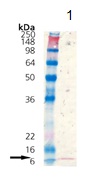 Thioredoxin /TRX antibody + E. coli Thioredoxin / TRX full length protein (ab115709) at 0.1 µg