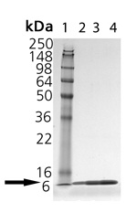 SDS-PAGE analysis Lane 1: MW markers Lane 2: ab115709 at 1 µg Lane 3: ab115709 at 2 µg Lane 4: ab115709 at 5 µg