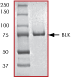 ab60876 on SDS-PAGE, MW ~84 kDa.