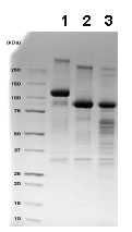1D SDS-PAGE of ab83994 before and after treatment with glycosidases to remove oligosaccharides. Lane 1: ab83994 Lane 2: ab83994 treated with PNGase F to remove potential N-linked glycans Lane 3: ab83994 treated with a glycosidase cocktail to remove potential N- and O-linked glycans. Approximately 5 µg of protein was loaded per lane; Gel was stained using Coomassie. Drop in MW after treatment with PNGase F indicates presence of N-linked glycans. A tightening of the band after treatment with the glycosidase cocktail indicates that O-linked glycans may be present. Additional bands in lane 2 and lane 3 are glycosidase enzymes.