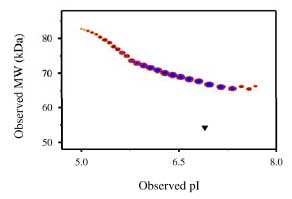 Post-translational modifications result in protein heterogeneity. The densitometry scan demonstrates the purified human cell expressed protein exists in multiple isoforms, which differ according to their level of post-translational modification. Triangle indicates theoretical pI and MW of the protein.