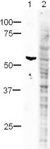 All lanes : Anti-HA tag antibody ( ab13834 ) at 1/500 dilution Lane 1 : HEK293 (Human embryonic kidney cell line) Whole Cell Lysate - expressing HA tag protein ( ab20896 ) Lane 2 : HEK293 (Human embryonic kidney cell line) Whole Cell Lysate - expressing HA tag protein ( ab20896 ) with HA tag peptide (ab13835) at 1 µg/ml Lysates/proteins at 10 µg per lane. Secondary Alexa Fluor 680 Goat-anti-Rabbit IgG at 1/5000 dilution Performed under reducing conditions. Observed band size : 55 kDa ( why is the actual band size different from the predicted? )