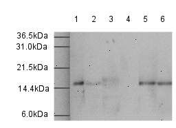 Rabbit polyclonal to Histone H3.3 ( ab4263 ). Lanes contain 1ug of calf thymus histone prep. Lane 1 : ab4263 (1/500) Lane 2 : ab4263 (1/1000) Lane 3 : ab4263 (1/500) + 1ug H3.3 blocking peptide (ab10263) Lane 4 : ab4263 (1/1000) + 1ug H3.3 blocking peptide (ab10263) Lane 5 : ab4263 (1/500) + 1ug H3.1 blocking peptide ( ab10264 ) Lane 6 : ab4263 (1/1000) + 1ug H3.1 blocking peptide ( ab10264 ) Secondary antibody: Goat anti-rabbit (HRP) - ab6721 .