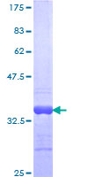12.5% SDS-PAGE analysis of ab152462 stained with Coomassie Blue.