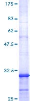 12.5% SDS-PAGE showing ab114363 at approximately 31.35kDa stained with Coomassie Blue.
