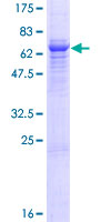 ab159737 on a 12.5% SDS-PAGE stained with Coomassie Blue.