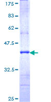 ab159738 on a 12.5% SDS-PAGE stained with Coomassie Blue.