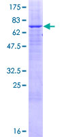 ab153265 on a 12.5% SDS-PAGE stained with Coomassie Blue.