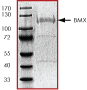 ab60877 on SDS-PAGE, MW ~110 kDa.