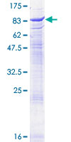 ab157830 on a 12.5% SDS-PAGE stained with Coomassie Blue.