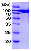 15% SDS-PAGE analysis of 3µg ab103501.
