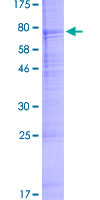ab157832 on a 12.5% SDS-PAGE stained with Coomassie Blue.