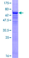 ab157839 on a 12.5% SDS-PAGE stained with Coomassie Blue.