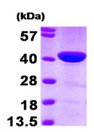 15% SDS-PAGE analysis of 3µg ab95385.