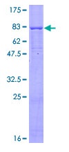 12.5% SDS-PAGE analysis of ab132045 stained with Coomassie Blue.