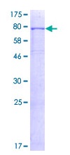 12.5% SDS-PAGE analysis of ab132044 stained with Coomassie Blue.