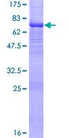 ab163257 on a 12.5% SDS-PAGE stained with Coomassie Blue.