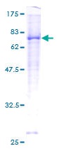 12.5% SDS-PAGE analysis of ab132046 stained with Coomassie Blue.