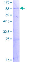 ab157892 on a 12.5% SDS-PAGE stained with Coomassie Blue.