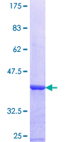 ab164926 on a 12.5% SDS-PAGE stained with Coomassie Blue.