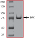 ab60888 on SDS-PAGE, MW ~80 kDa.