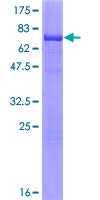 ab157865 on a 12.5% SDS-PAGE stained with Coomassie Blue.