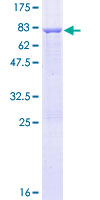 ab165184 on a 12.5% SDS-PAGE stained with Coomassie Blue.