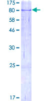 ab160350 on a 12.5% SDS-PAGE stained with Coomassie Blue.