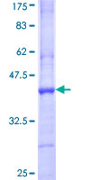 ab163919 on a 12.5% SDS-PAGE stained with Coomassie Blue.