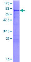 ab157932 on a 12.5% SDS-PAGE stained with Coomassie Blue.