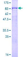 ab161254 on a 12.5% SDS-PAGE stained with Coomassie Blue.