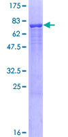 ab163243 on a 12.5% SDS-PAGE stained with Coomassie Blue.