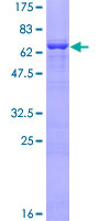 ab157838 on a 12.5% SDS-PAGE stained with Coomassie Blue.