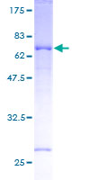 ab163092 on a 12.5% SDS-PAGE stained with Coomassie Blue.
