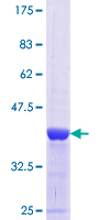 ab153332 on a 12.5% SDS-PAGE stained with Coomassie Blue.