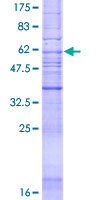ab157871 on a 12.5% SDS-PAGE stained with Coomassie Blue.