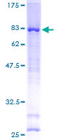 ab163417 on a 12.5% SDS-PAGE stained with Coomassie Blue.
