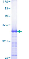 ab159675 on a 12.5% SDS-PAGE stained with Coomassie Blue.