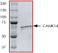 ab60898 on SDS-PAGE, MW ~68 kDa.