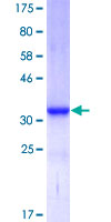 ab157897 on a 12.5% SDS-PAGE stained with Coomassie Blue.