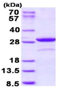 15% SDS PAGE analysis of 3 µg of ab131692.