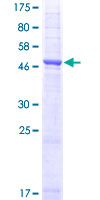 12.5% SDS-PAGE analysis of ab114210 stained with Coomassie Blue.
