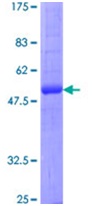 12.5% SDS-PAGE analysis of ab152191 stained with Coomassie Blue.