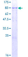 ab157911 on a 12.5% SDS-PAGE stained with Coomassie Blue.