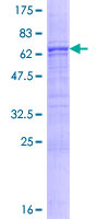 12.5% SDS-PAGE analysis of ab132382 stained with Coomassie Blue.