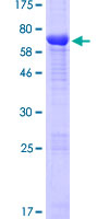 ab165064 on a 12.5% SDS-PAGE stained with Coomassie Blue.