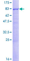 ab153251 on a 12.5% SDS-PAGE stained with Coomassie Blue.