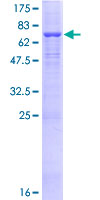 ab157947 on a 12.5% SDS-PAGE stained with Coomassie Blue.