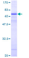 ab153236 on a 12.5% SDS-PAGE stained with Coomassie Blue.