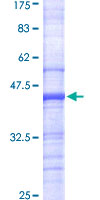 ab153237 on a 12.5% SDS-PAGE stained with Coomassie Blue.